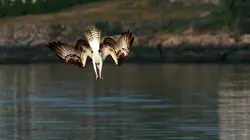 Le retour du balbuzard pêcheur : un rapace en été