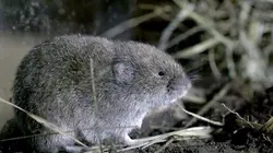 Le retour du campagnol souterrain de Bavarie