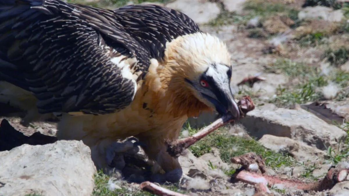 Le retour du casseur d'os
