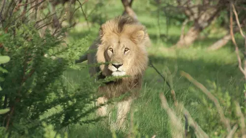 Le retour du lion