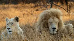 Visuel de Le retour du lion blanc