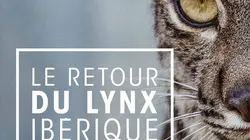 Le retour du lynx Ibérique