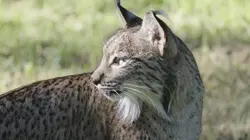Le retour du lynx Ibérique