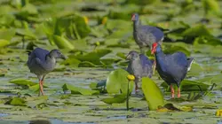 Le retour du printemps