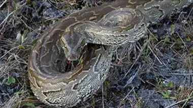 Le retour du python mangeur d'hommes