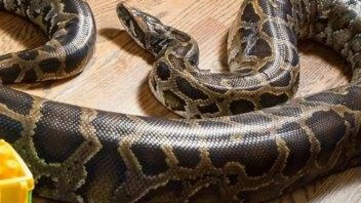 Le retour du python mangeur d'hommes