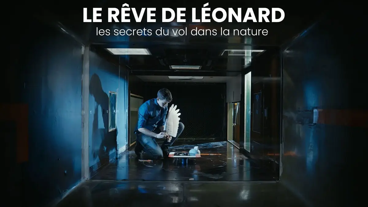 Le rêve de Léonard les secrets du vol dans la nature