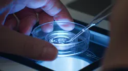 Le rêve des cigognes