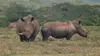 2022 • Le rhinocéros blanc : une aventure familiale au cœur de l'Afrique