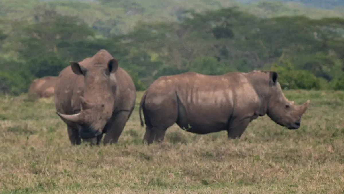 Le rhinocéros blanc : une aventure familiale au cœur de l'Afrique