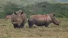 Le rhinocéros blanc : une aventure familiale au cœur de l'Afrique (2022)