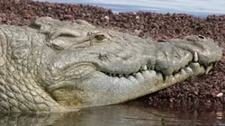 Visuel de Le crocodile du Billabong