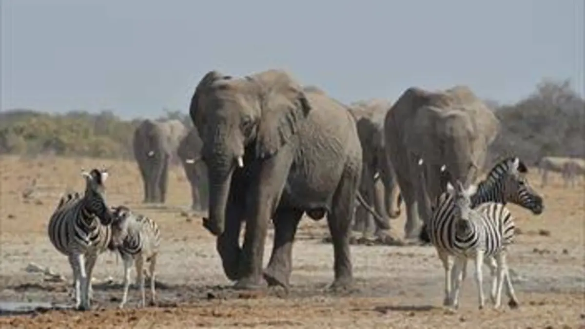 Le roi des éléphants