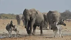 Visuel de Le roi des éléphants