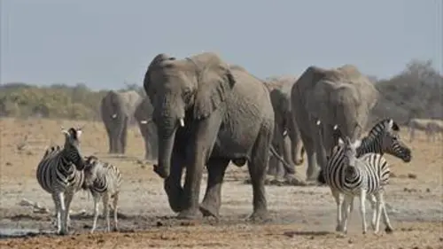 Le roi des éléphants