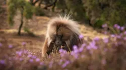 Le roi des singes d'Ethiopie