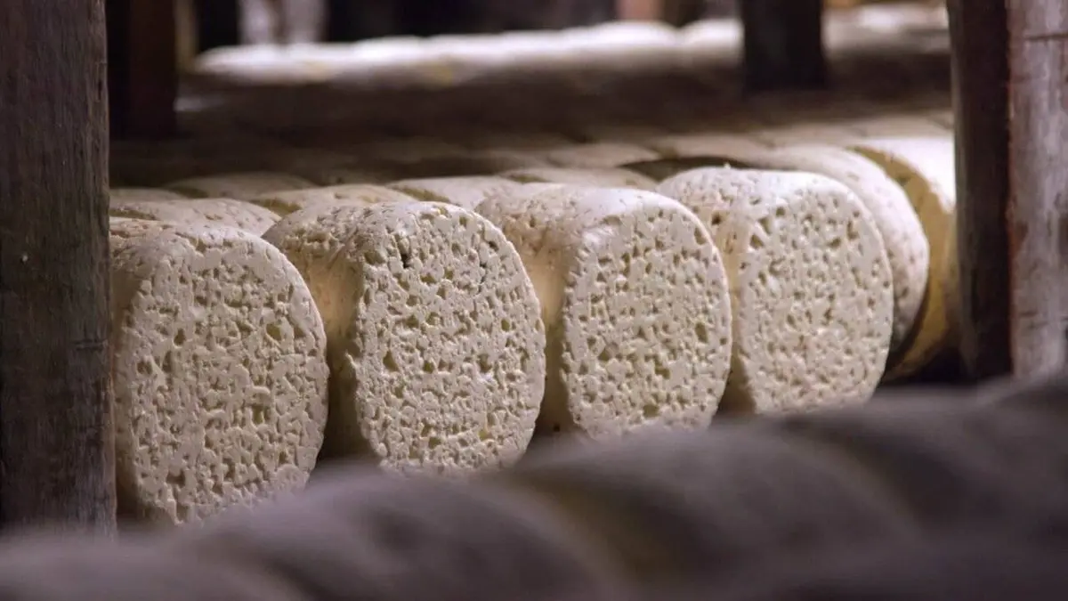 Le roquefort, tout un fromage !