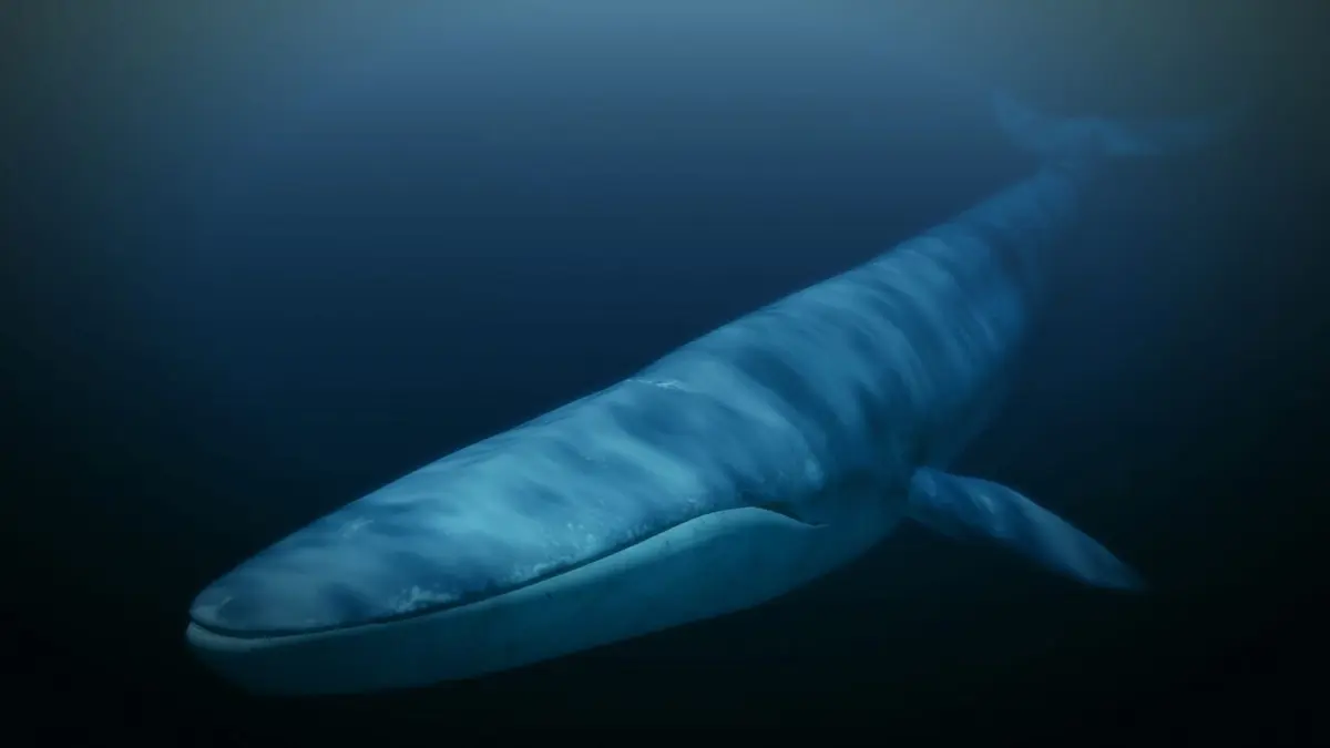 Le royaume de la baleine bleue