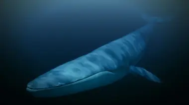 Le royaume de la baleine bleue