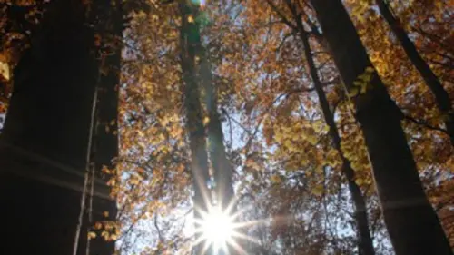 Le royaume de la forêt