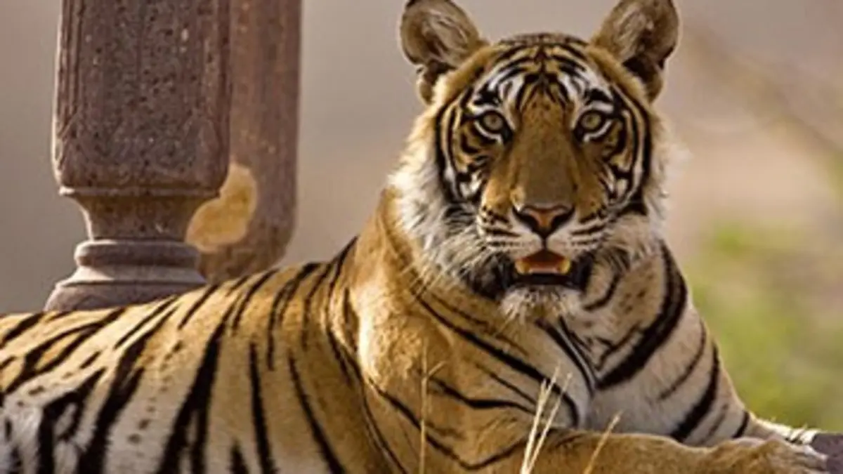 Le royaume de Machli