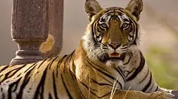 Visuel de Le royaume de Machli