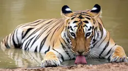 Le royaume de Maya la tigresse