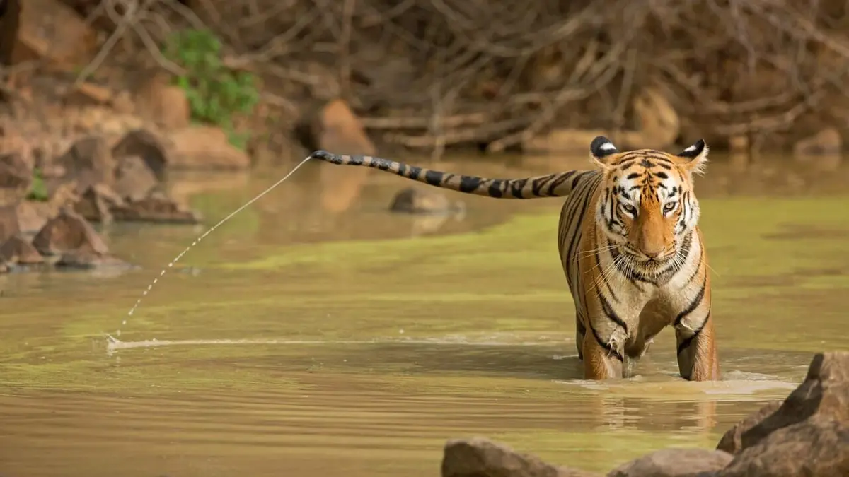 Le royaume de Maya la tigresse