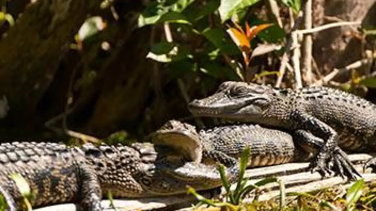 Le royaume des alligators