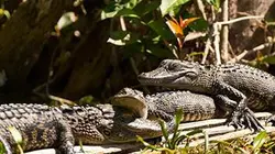 Visuel de Le royaume des alligators