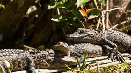 Le royaume des alligators