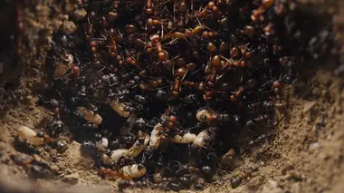 Le royaume des fourmis