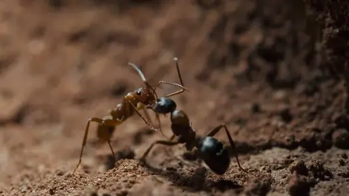 Le royaume des fourmis