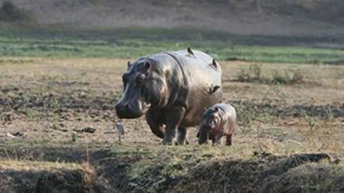 Le royaume des hippopotames
