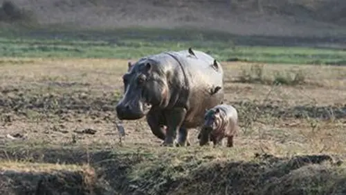 Le royaume des hippopotames