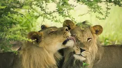 Le royaume des lions E05 Prise d'otages