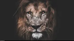 Le royaume des lions S01E03 La fuite des Punks