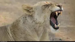 Le royaume des lions S01E02 Solidarité féminine