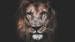 Le royaume des lions S01E02 Solidarité féminine