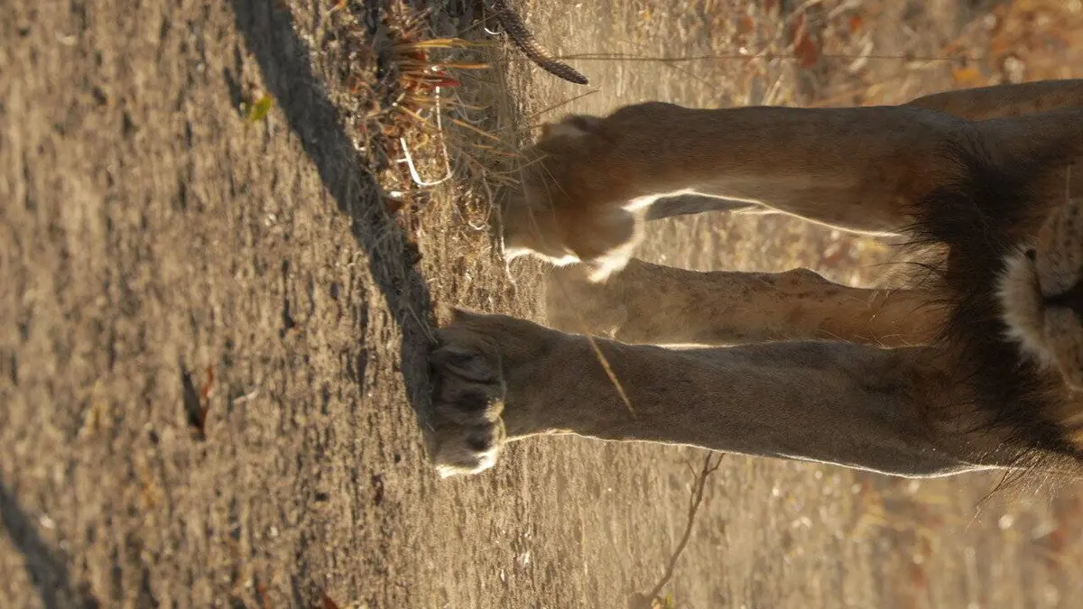 Le royaume des lions S01E04 La riposte des Punks