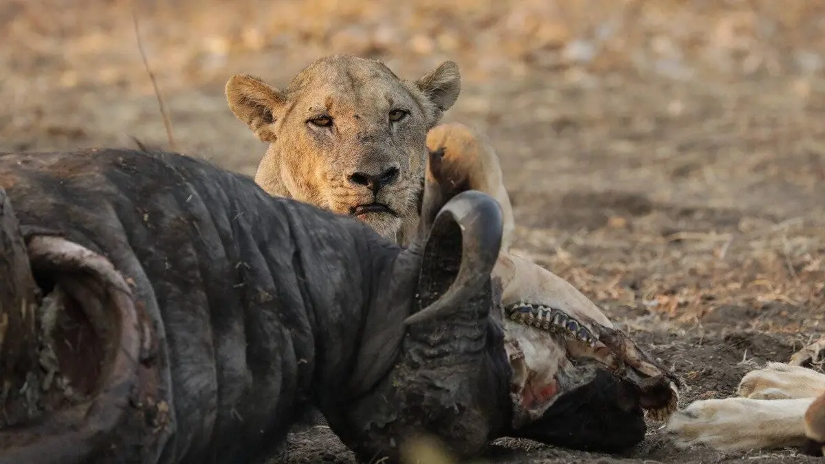 Le royaume des lions S01E03 La fuite des Punks