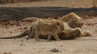 Le royaume des lions S01E02 Solidarité féminine