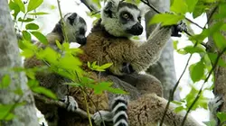 Visuel de Le royaume des primates