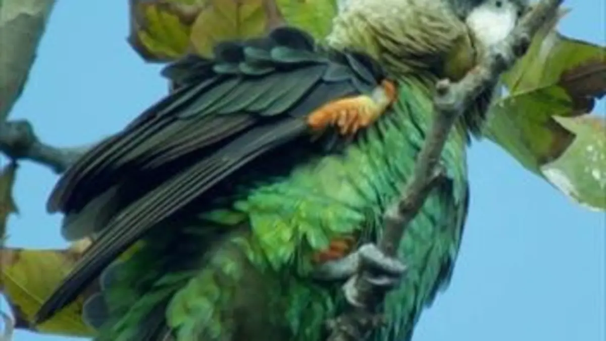 Le royaume des primates Les vagabonds de la forêt perdue