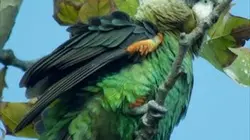 Visuel de Le royaume des primates
