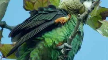 Les vagabonds de la forêt perdue