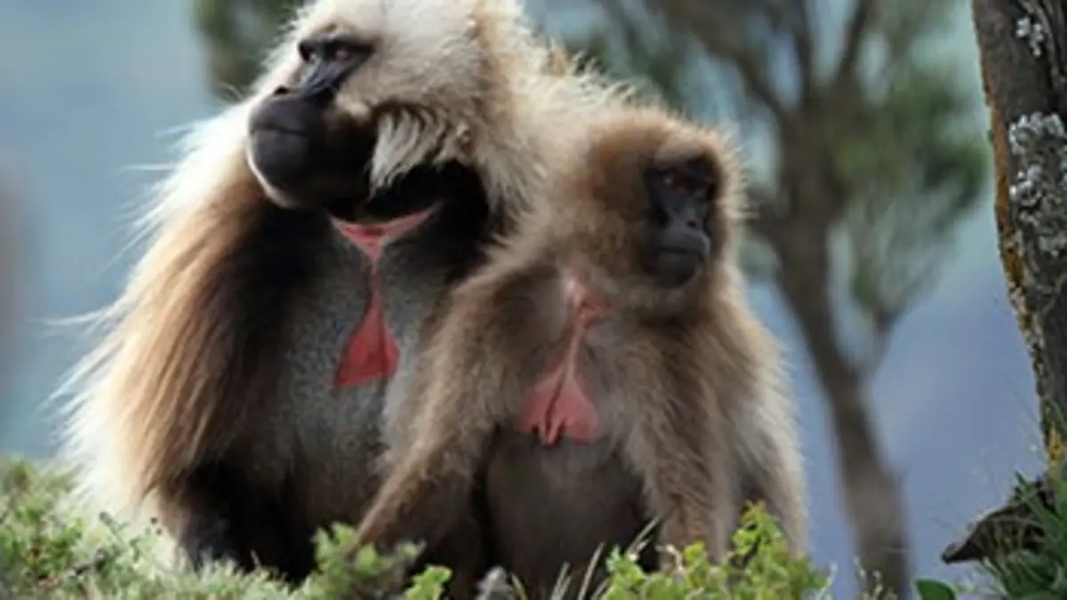 Le royaume des primates Les géladas d'Ethiopie