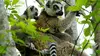 Le royaume des primates Les lémuriens de Madagascar