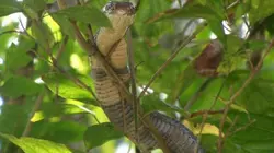 Visuel de Le royaume du cobra