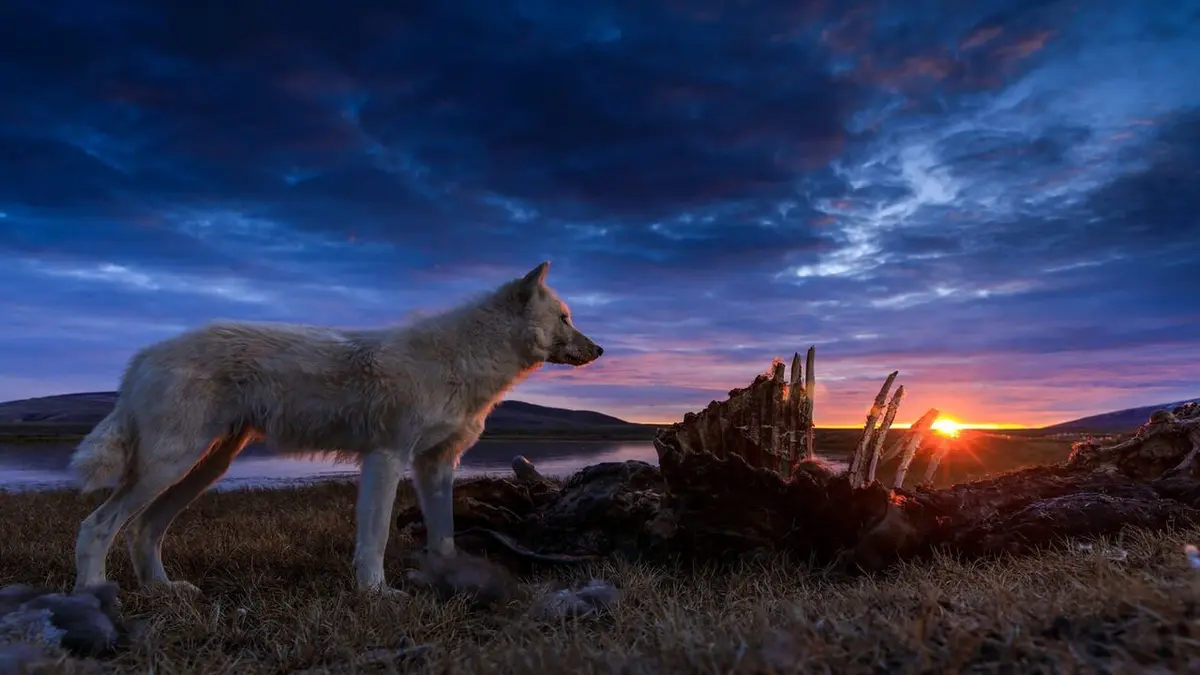 Le royaume du loup blanc La quête